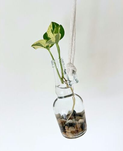 pearls and jade pothos cutting in a hanging glass bottle propagation station with pebbles in the bottom