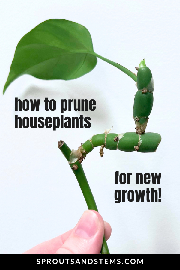A Pinterest pin for how to prune houseplants to encourage new growth.