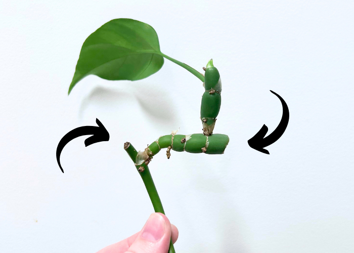 A small piece of a houseplant vine against a white wall, with two black arrows pointing to two places where the vine has previously been cut.